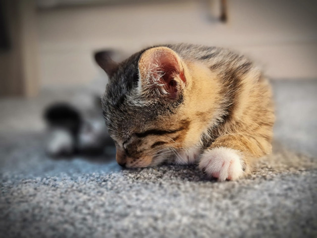 Russian White, Black and Tabby – Ready to go now