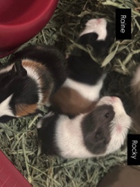 Guinea Pig – guinea pig – Ontario