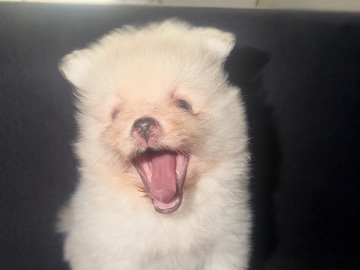 Lapponian Herder – BABY POMERANIAN FOR SALE 🥹 – Toronto