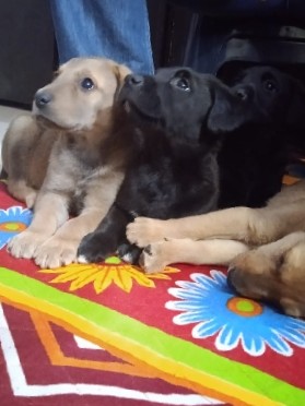 Labrador Retriever – labrador retriever puppies for sale