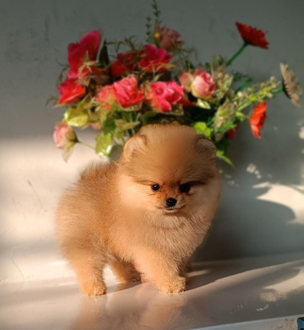 Pomeranian – toy pomerian or tea cup pomerian for sale