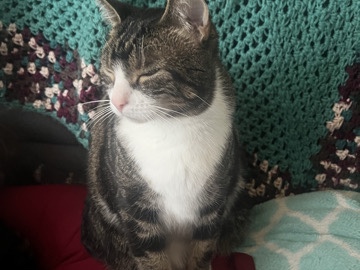 Russian White, Black and Tabby – Nugget – Cleveland Heights