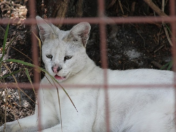 Serval – Mike e'le et joueuse et adorable – Caudebronde
