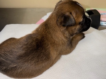 Mixed Breed – german shepherd &pitbull mix – Fort Worth