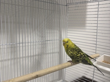 Parakeet – Budgie for sale – Manchester