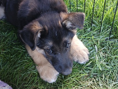 German Shepherd – German Shepard puppies – Brewster