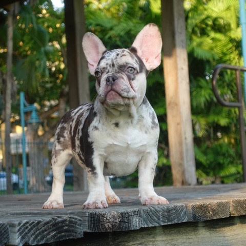 French Bulldog – French Bulldog Frenchie