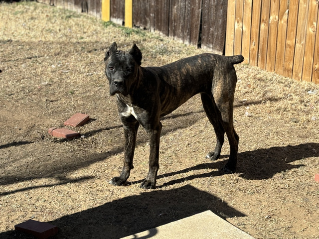 Cane Corso – rehome cane corso – Denton