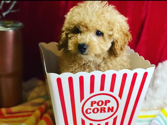 Cockapoo – Cockapoo puppy male – Boca Raton