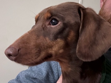 Image of Dachshund
