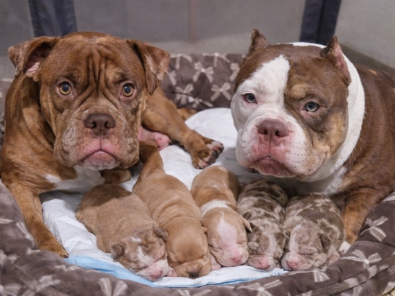 American Bulldog – American Bully Puppies – 3 Months Old – Vaccinated – Miami