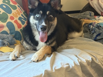 Siberian Husky – Aussie husky mix – Conshohocken