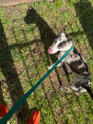 American Pit Bull Terrier – Looking to rehome this beautiful Pocket Bully!!