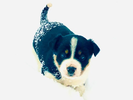 Border Collie – Octane – Parish