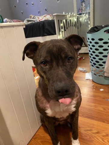 Lab mix with pit