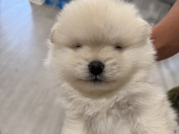 Pomeranian – Pomeranian – Hawthorne