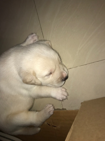 Golden Retriever – Puppies