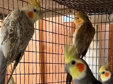 Cockatiels 