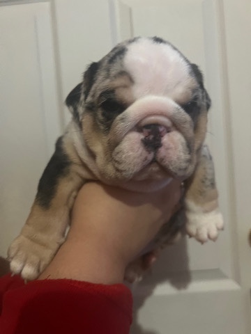 Bulldog – male English Bulldog pup