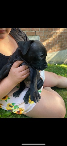 Bullmastiff – rottie bullmastiff puppies