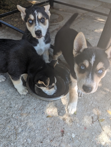 Siberian Husky – shepsky pups