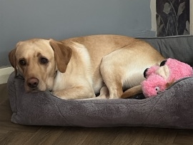 Labrador Retriever – Labrador for sale – Bromley
