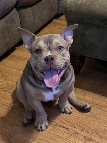 American Bulldog – tri colored pocket bully