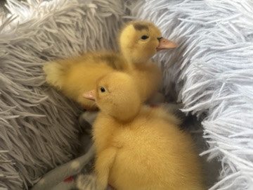 Duck – TAME BABY DUCKLINGS – Melton Mowbray