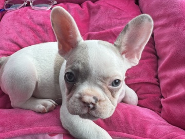 French Bulldog – female French Buldog – Little Rock