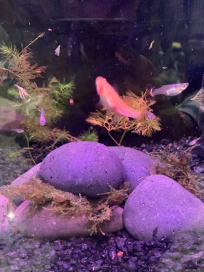 Guppies – Guppies
