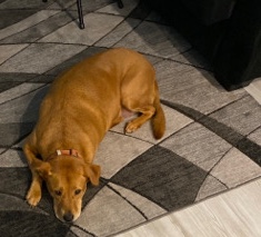 Labrador Retriever – Free Redfox Lab