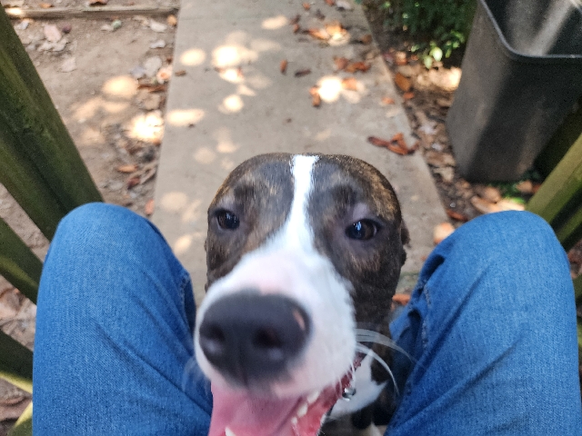 Mixed Breed – Chloe: Sweet young dog – LaGrange