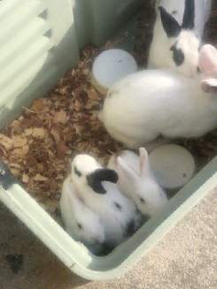 American – Free rabbits and Guinea pigs
