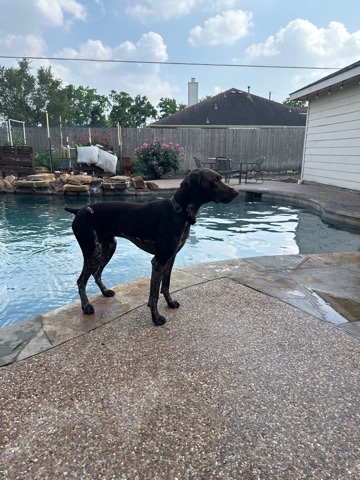  German shorthair pointer 