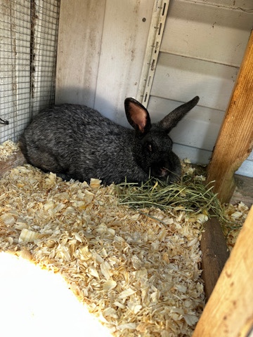 Silver Fox – Silver Fox Rabbit