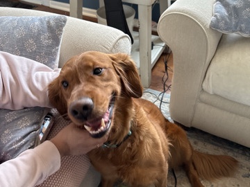Golden Retriever – Golden Girl – Oswego