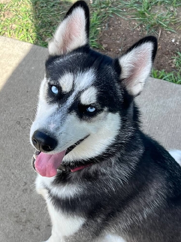 Siberian Husky – Jerzee