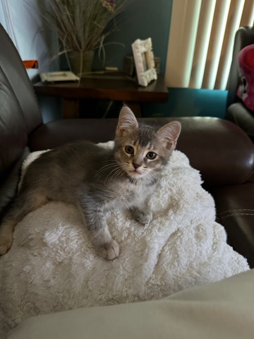 Lulu needs a home!