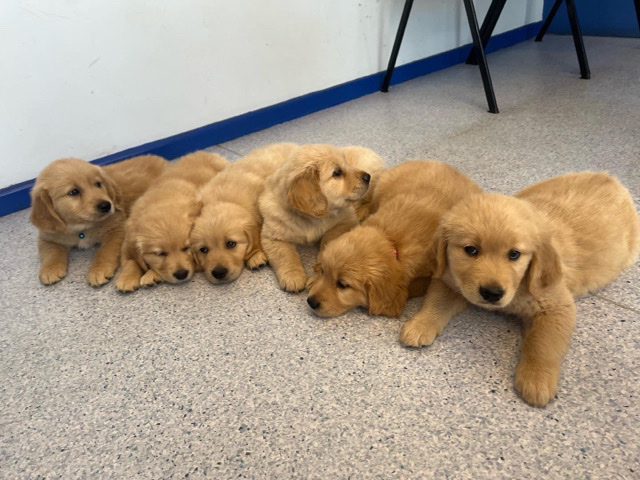 Golden Retriever – purebred Golden Retriever puppies
