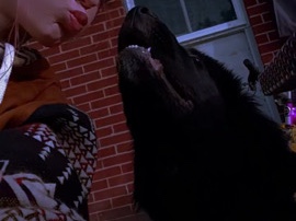 Newfoundland – Male newfoundland need rehomed – Baltimore