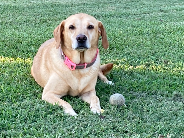 Labrador Retriever – Rehoming Yellow Lab
