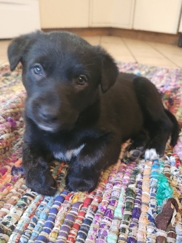 Labrador Retriever – German shepard/ lab mix