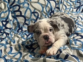 millie – Hialeah