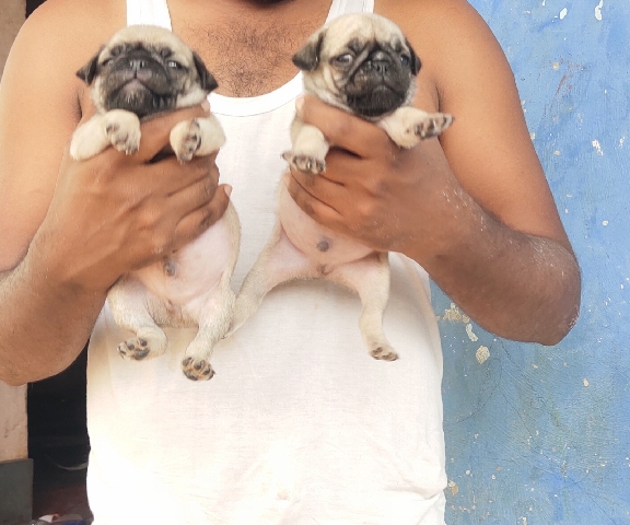 Pug – dog