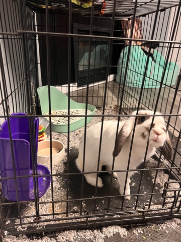 Rabbit (Daisy)