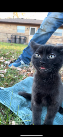 kitten 3 month old