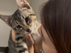 sweet 5 month old kitten 