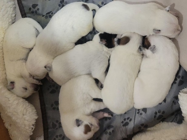 Australian Cattle Dog – heeler puppies – Elk Plain