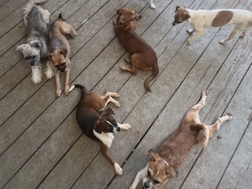Mixed Breed – 6 Friendly 6-Month-Old Pomeranian Chihuahua Schitzu Mixed Breed Puppies for Sale – Manchester