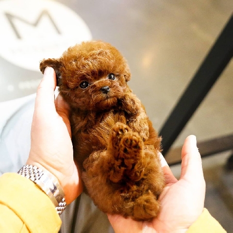 Poodle – teacup poodle